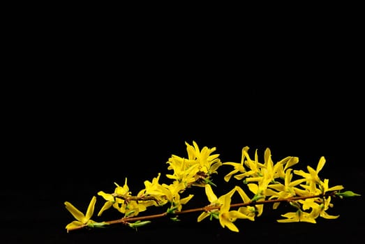 Forsythia 1