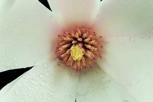 Magnolia Macro 2