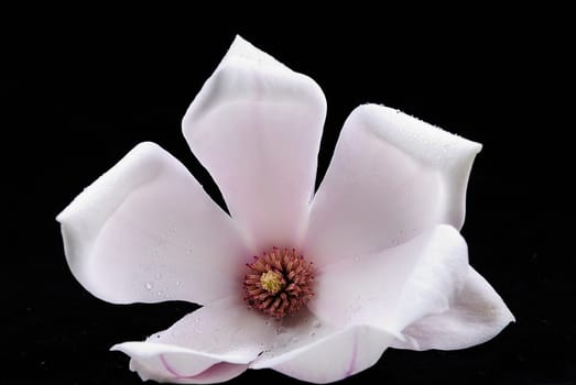 Magnolia 1