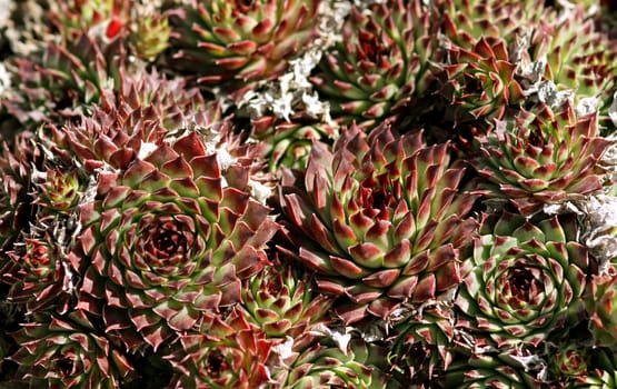 Rooftop houseleek (Sempervivum tectorum),also known as houseleek,common houseleek,or Alpine houseleek