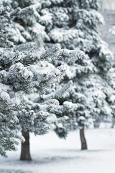 Fir Trees in City Park at Daytime