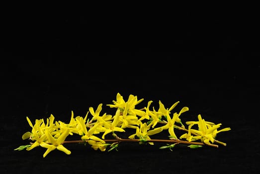 Forsythia 2