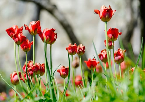 Tulpen