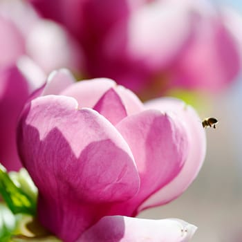 Magnolie