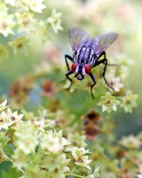The Cool Fly