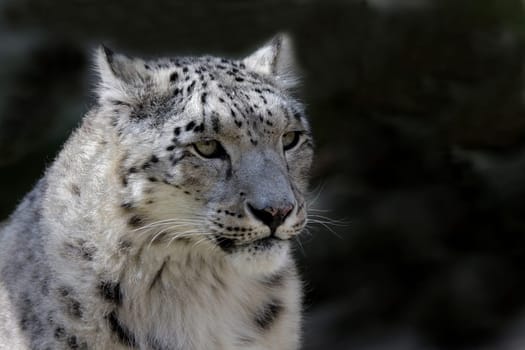 Snow leopard portrait