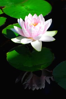The Water Lily