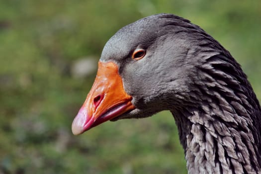 Greylag GoosePortrait