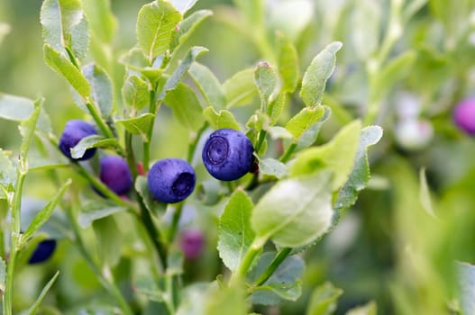 blueberry shrubs - forest product