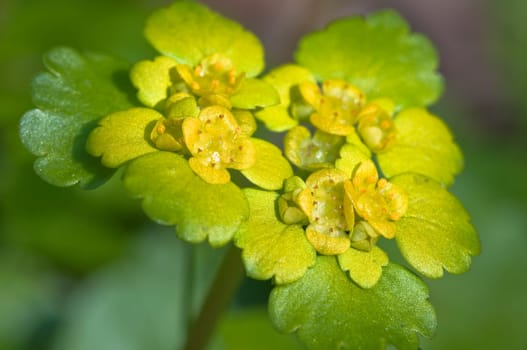 Chrysosplendium alternifolium - Chrysosplendium alternifolium