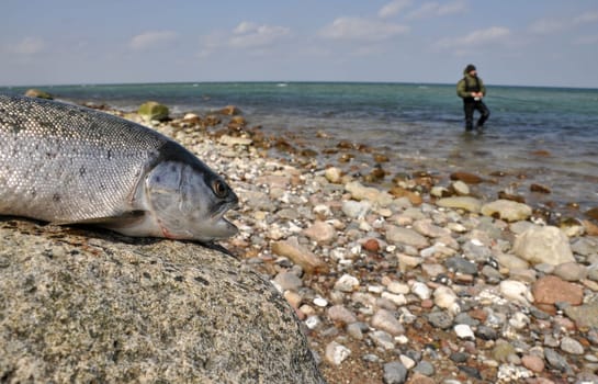 Sea trout fishing