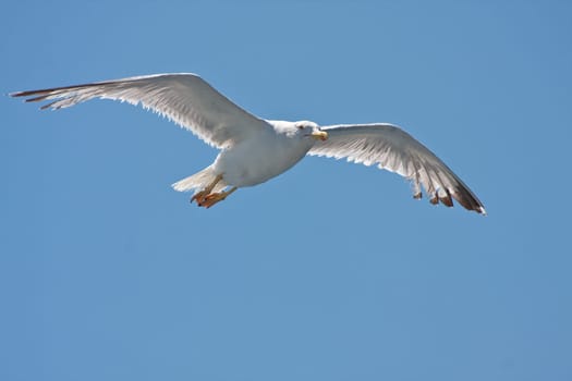 Gull
