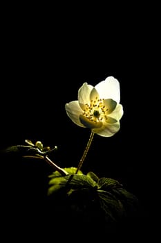 Wood anemone