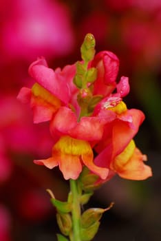 Big Snapdragon