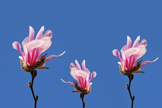 Magnolia Blossoms