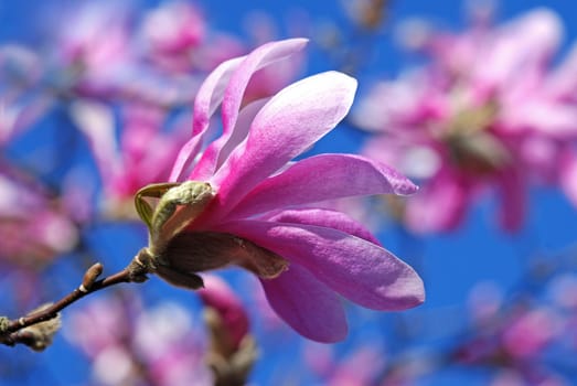 Magnolia Blossoms