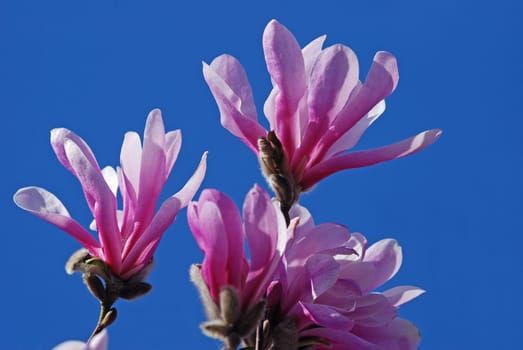 Magnolia