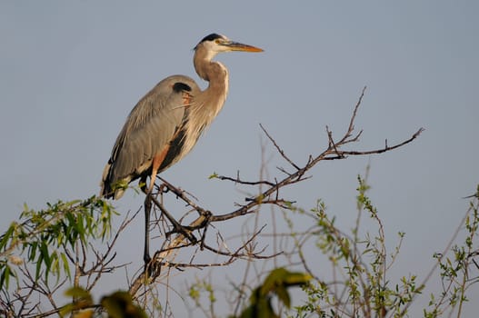 Great blue heron