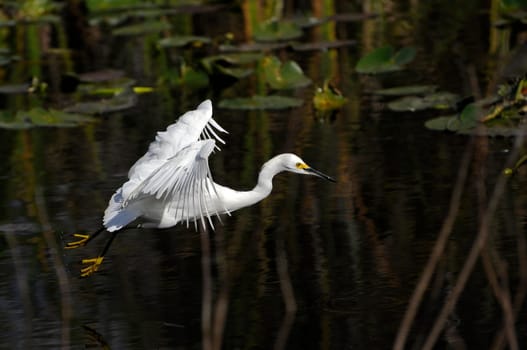 Egret