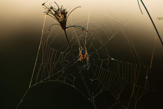 Spider