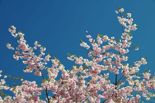 Now they are blooming again...