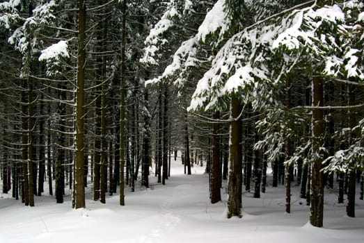 Winter in Thuringia