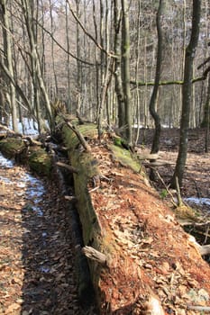 Deadwood