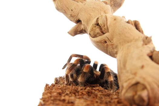 Tarantula Brachypelma Smithi in terrarium