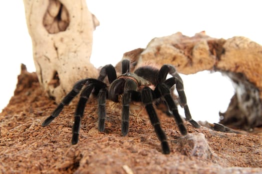Tarantula Brachypelma vagans in terrarium