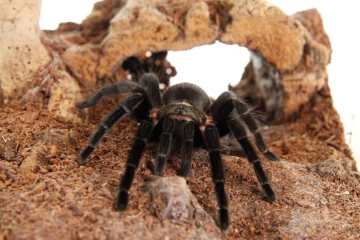 Tarantula Brachypelma vagans in terrarium