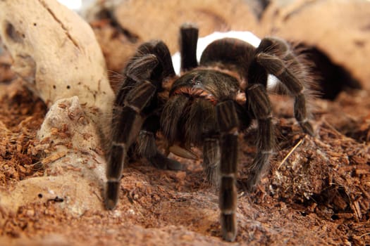 Tarantula Brachypelma vagans in terrarium