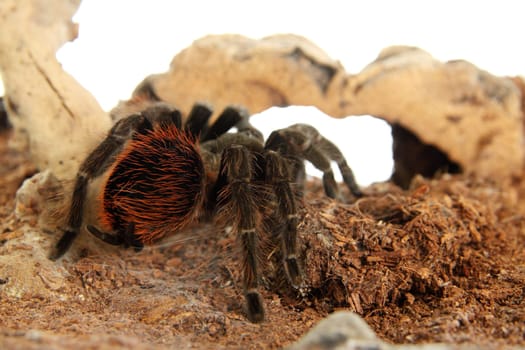 Tarantula Brachypelma vagans in terrarium
