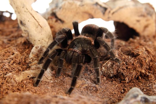 Tarantula Brachypelma vagans in terrarium