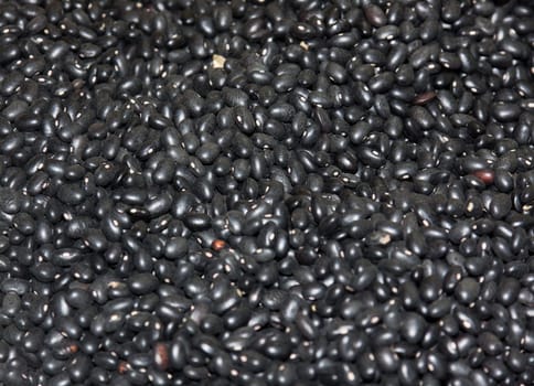 Bean varieties