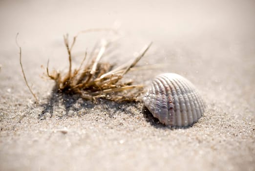 Seashell on the beach