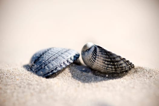 Shells on the beach