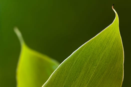 Banana leaf in the sun