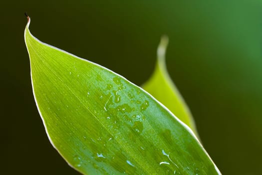 Banana leaf in the sun