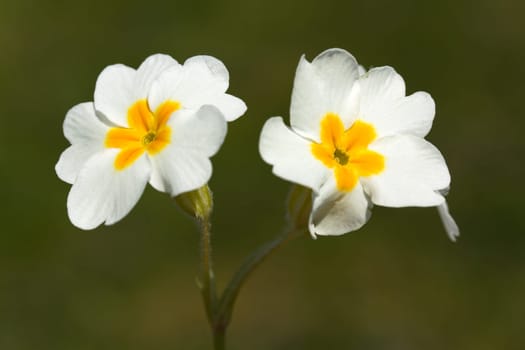 White Pansies