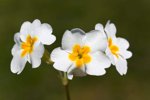 White Pansies