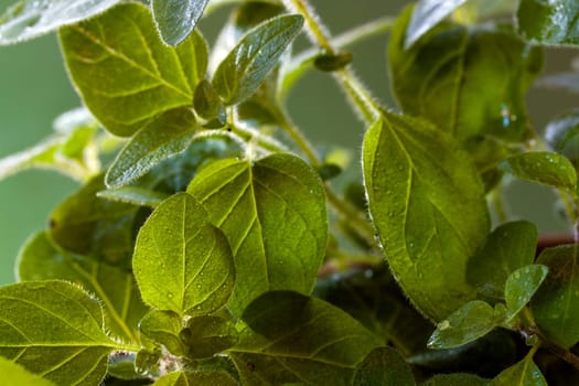 Oregano,macro