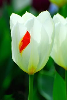 The splash of color