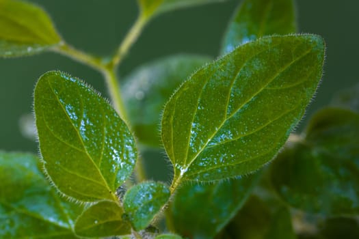 Oregano,macro