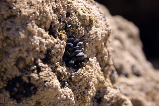 Shells on the rock,by the sea