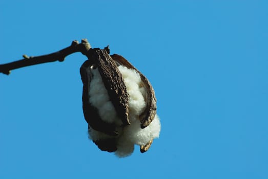Cotton tree in Barcelona