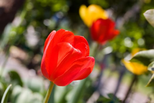 Tulip - red,macro