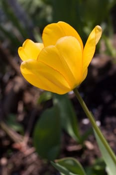 Tulip - yellow,macro