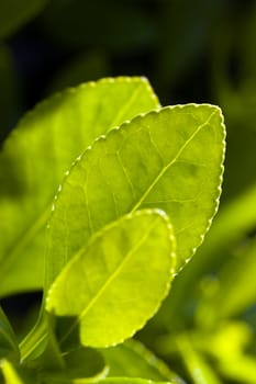 Leaf in spring