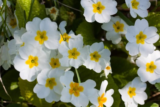 White Pansies