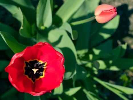 Tulips